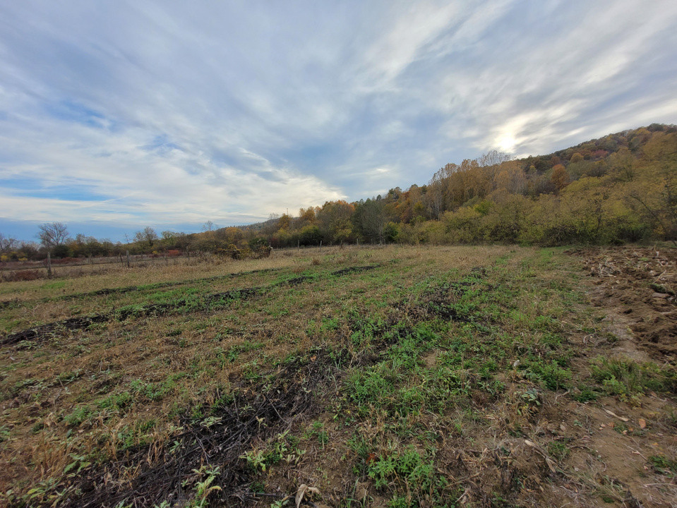 Vânzare teren intravilan, 4967  mp, utilități, sat Rasova, Bălești